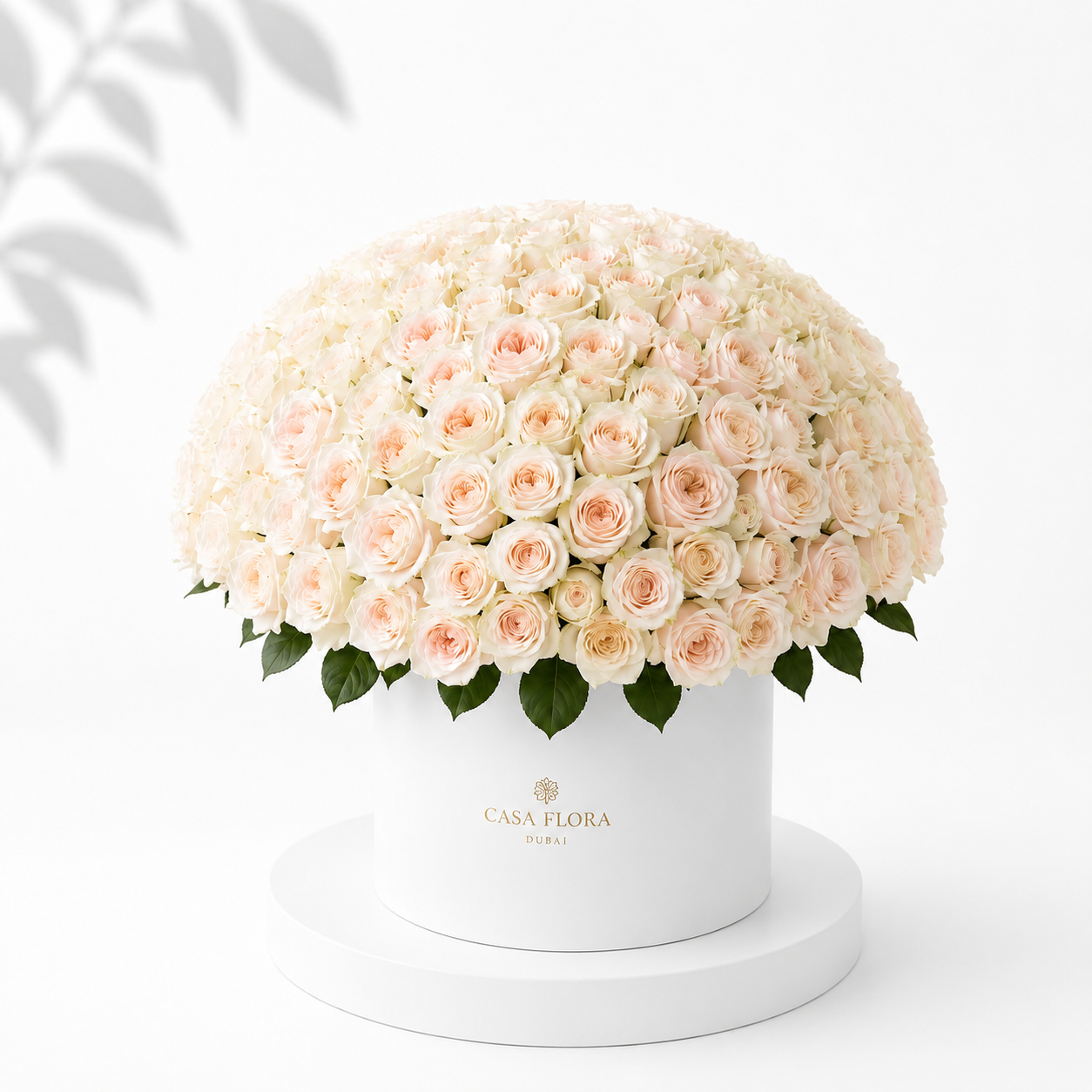 Ohara Grandeur 250 Roses